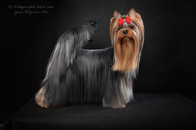 Laranta Laranta Diamant Noir &mdash; Labaza DogPedigree YorkshireTerrier